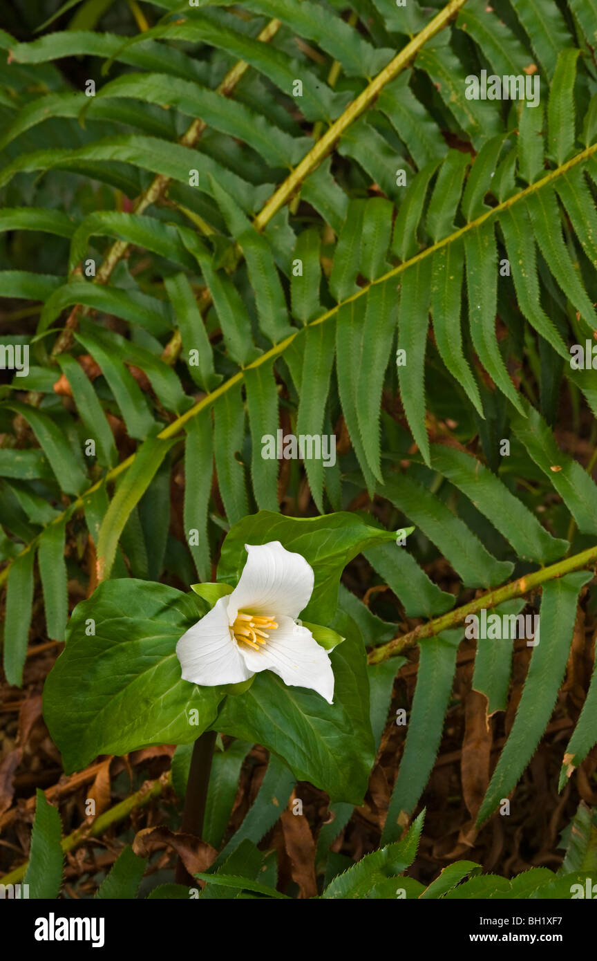 Western Trillium (T. ovatum) blooming among fronds of sword fern, Nanaimo, BC, Canada Stock Photo
