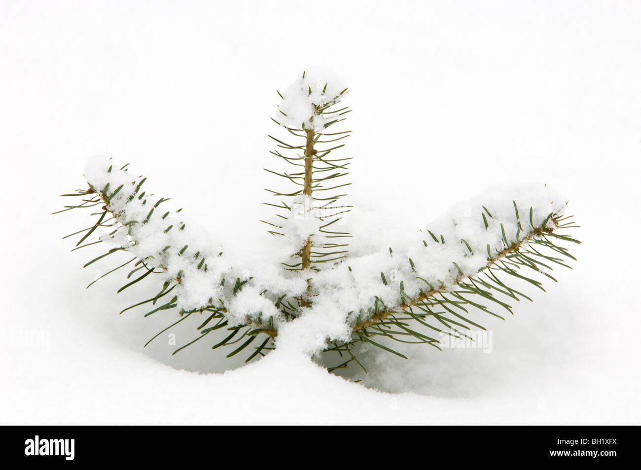 White spruce (Picea glauca) seedling branches with fresh snow, Greater Sudbury, Ontario, Canada Stock Photo