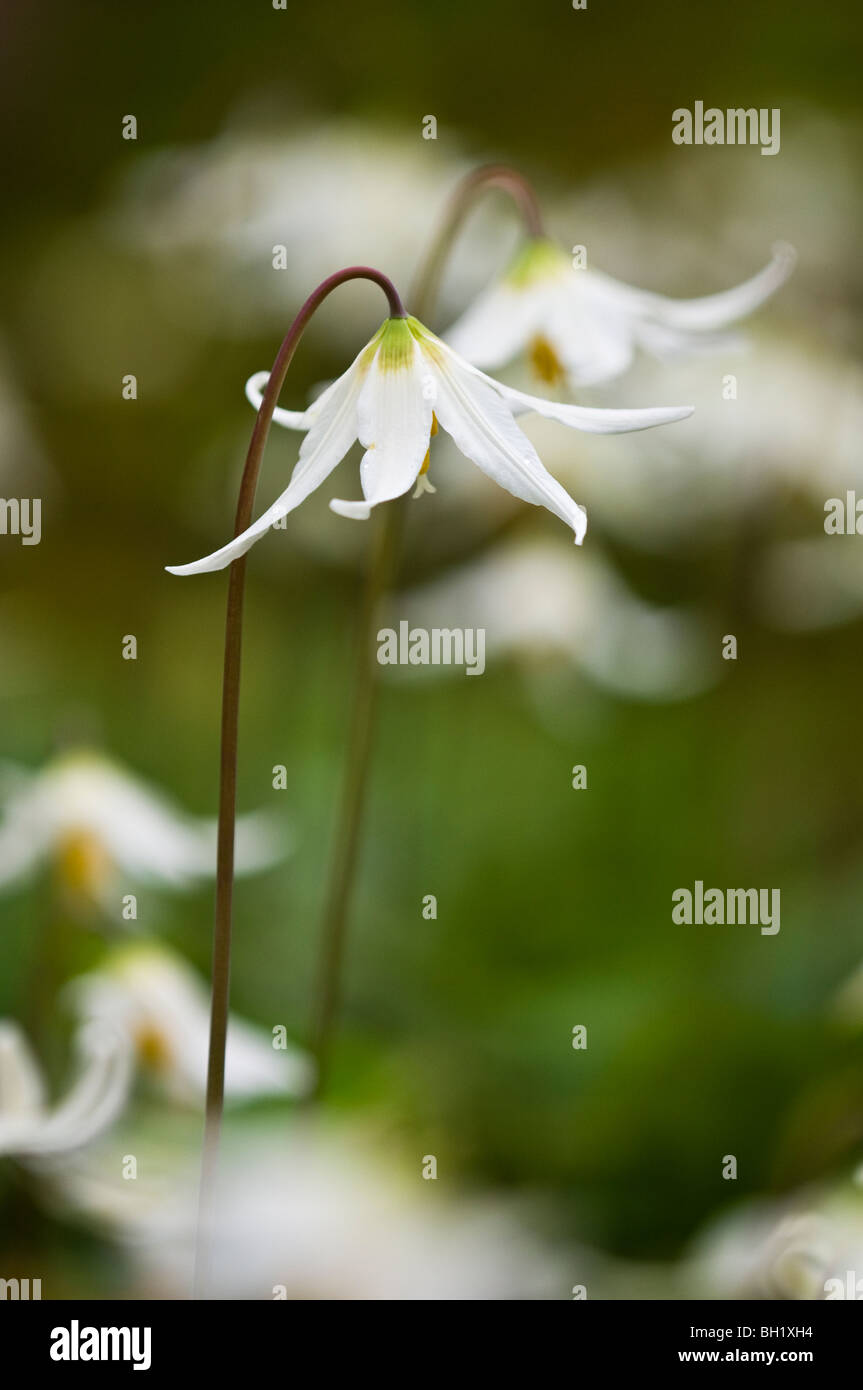 White fawn lily (Erythronium oregonum) flowers, Langford/Greater Victoria, BC, Canada Stock Photo