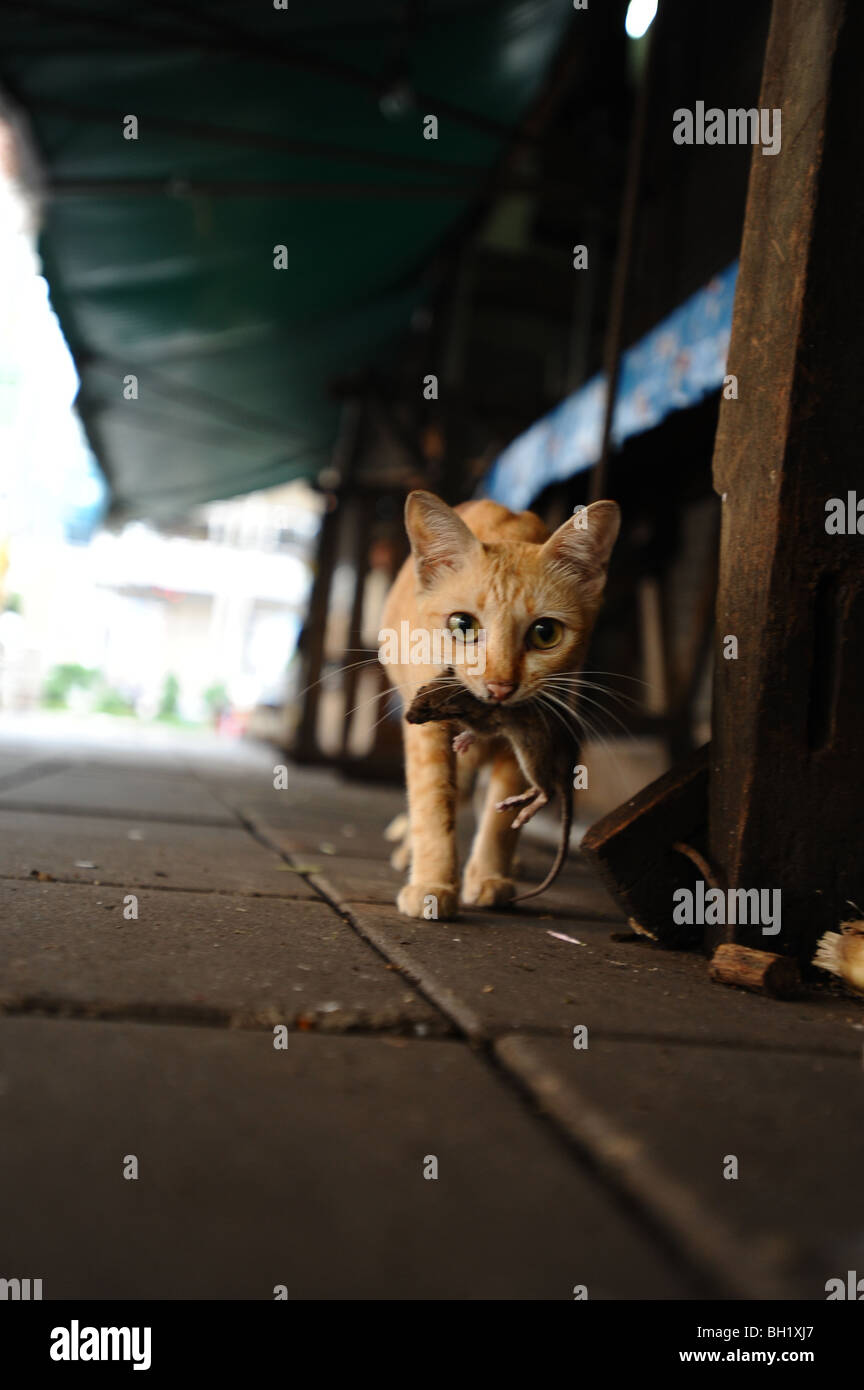Cat eat rat hires stock photography and images Alamy