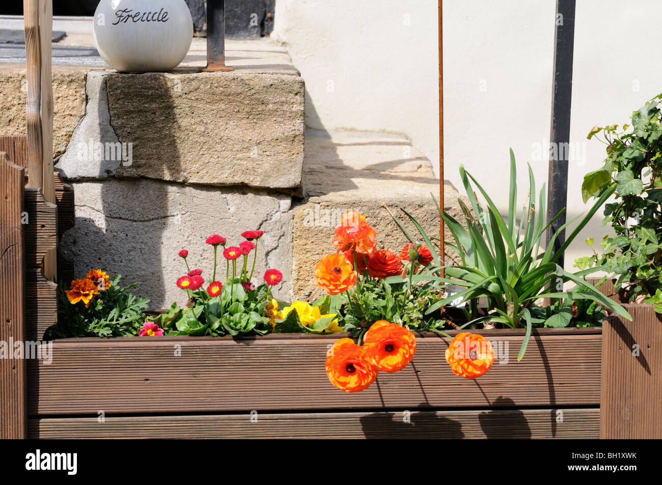 Blumenkasten mit Gänseblümchen, Primeln, Ranunkeln, Tagetes. - Flower box with daisies, primroses, ranunculuses, marigolds. Stock Photo