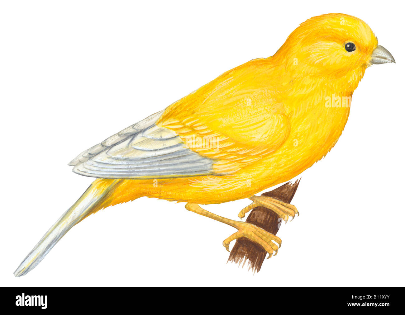 Canary bird Stock Photo