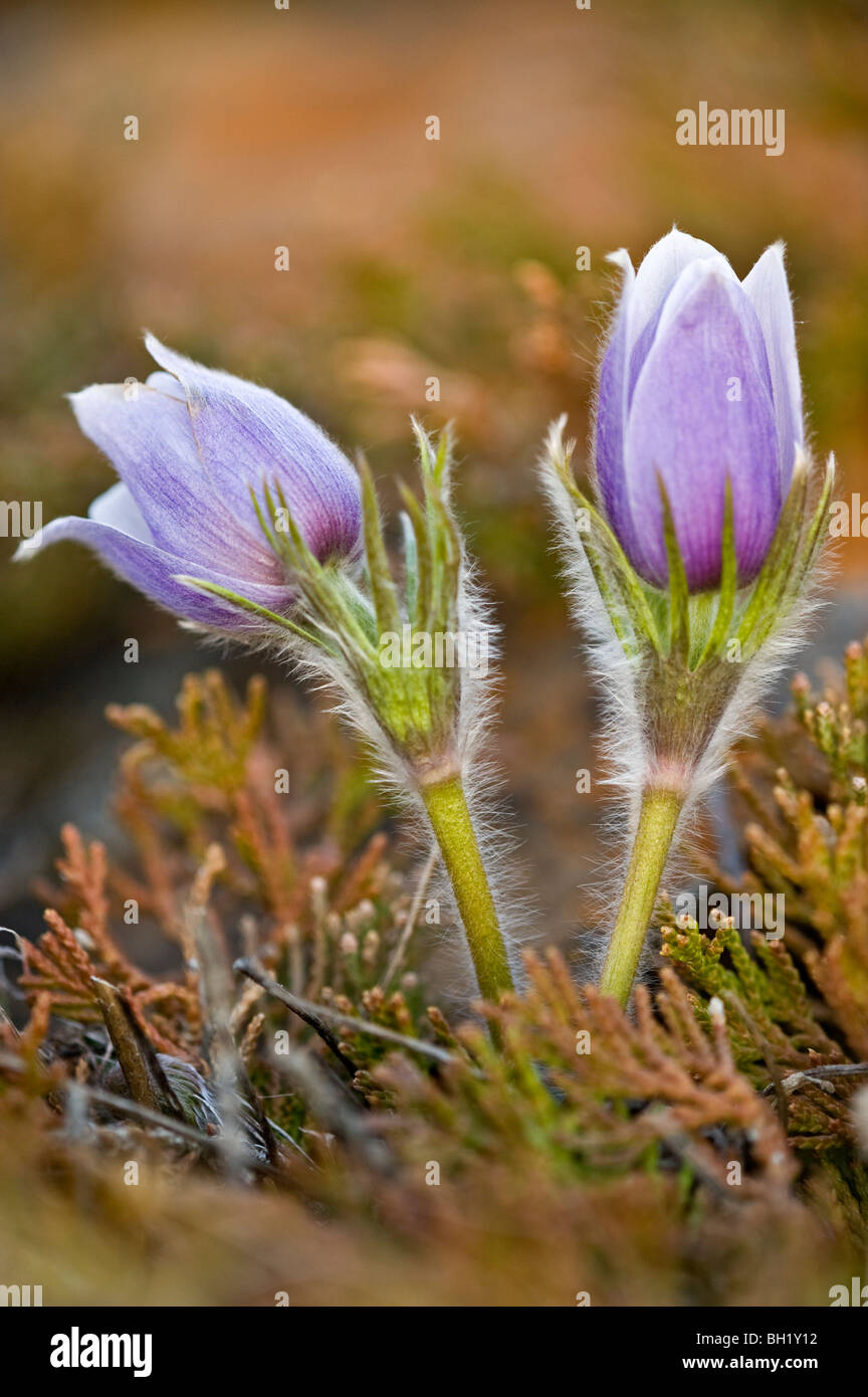 Prairie crocus (Anemone patens) Blooming in early spring, semi arid wet seep., near Seven Persons, Alberta, Canada Stock Photo