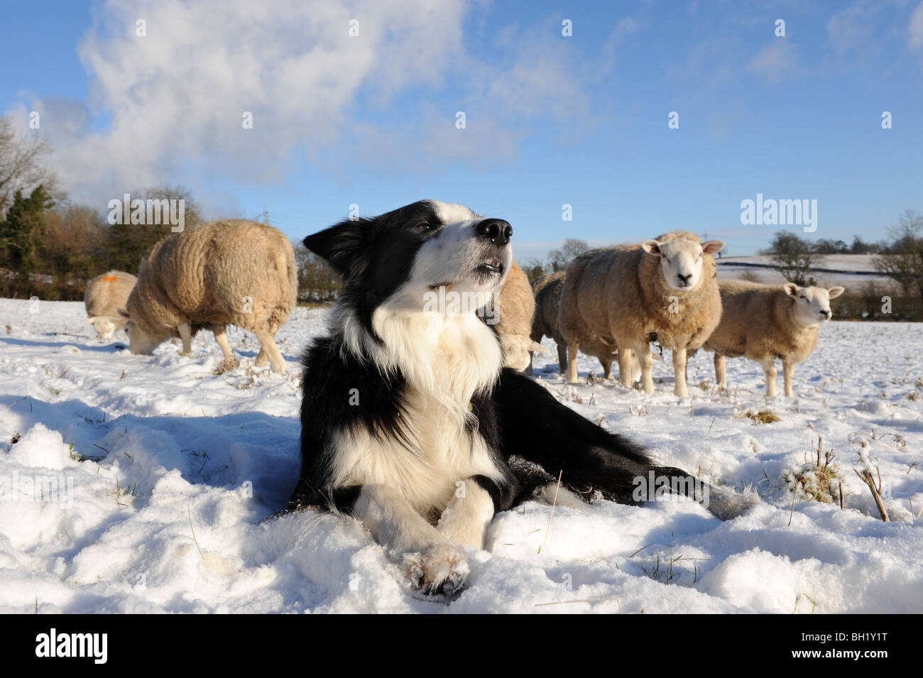 Border Collie sheep dog and Sheep in the snow Stock Photo