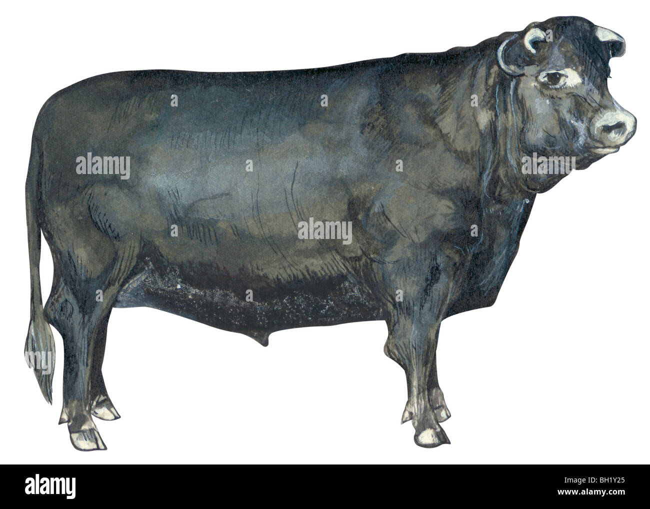 Domestic cattle Stock Photo