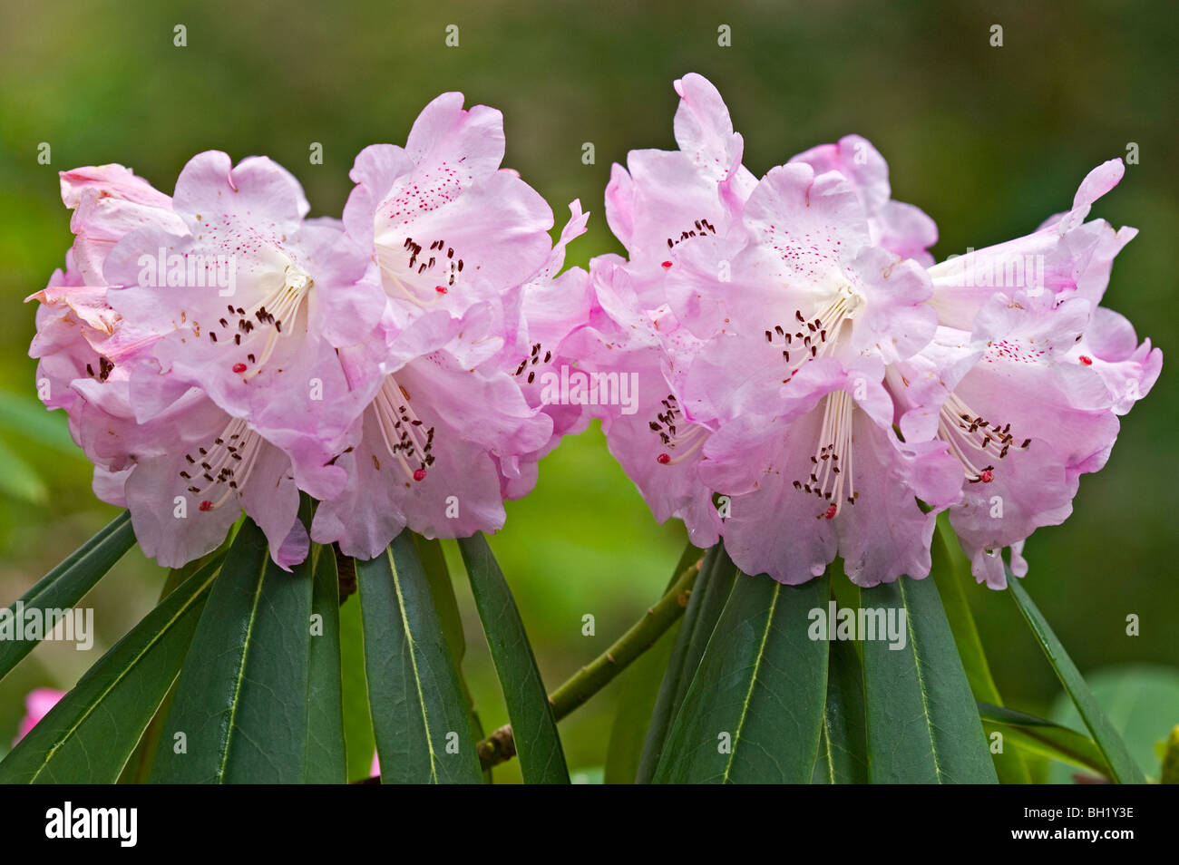 Pacific Rhododendron (Rhododendron macrophyllum) flowers, Nanaimo, BC, Canada Stock Photo