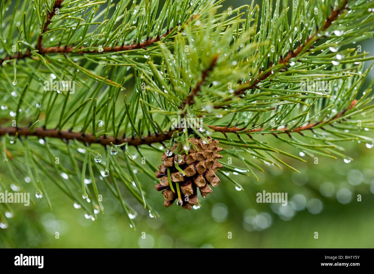 Jack Pine (Pinus banksiana) needles with raindrops, Greater Sudbury, Ontario, Canada Stock Photo