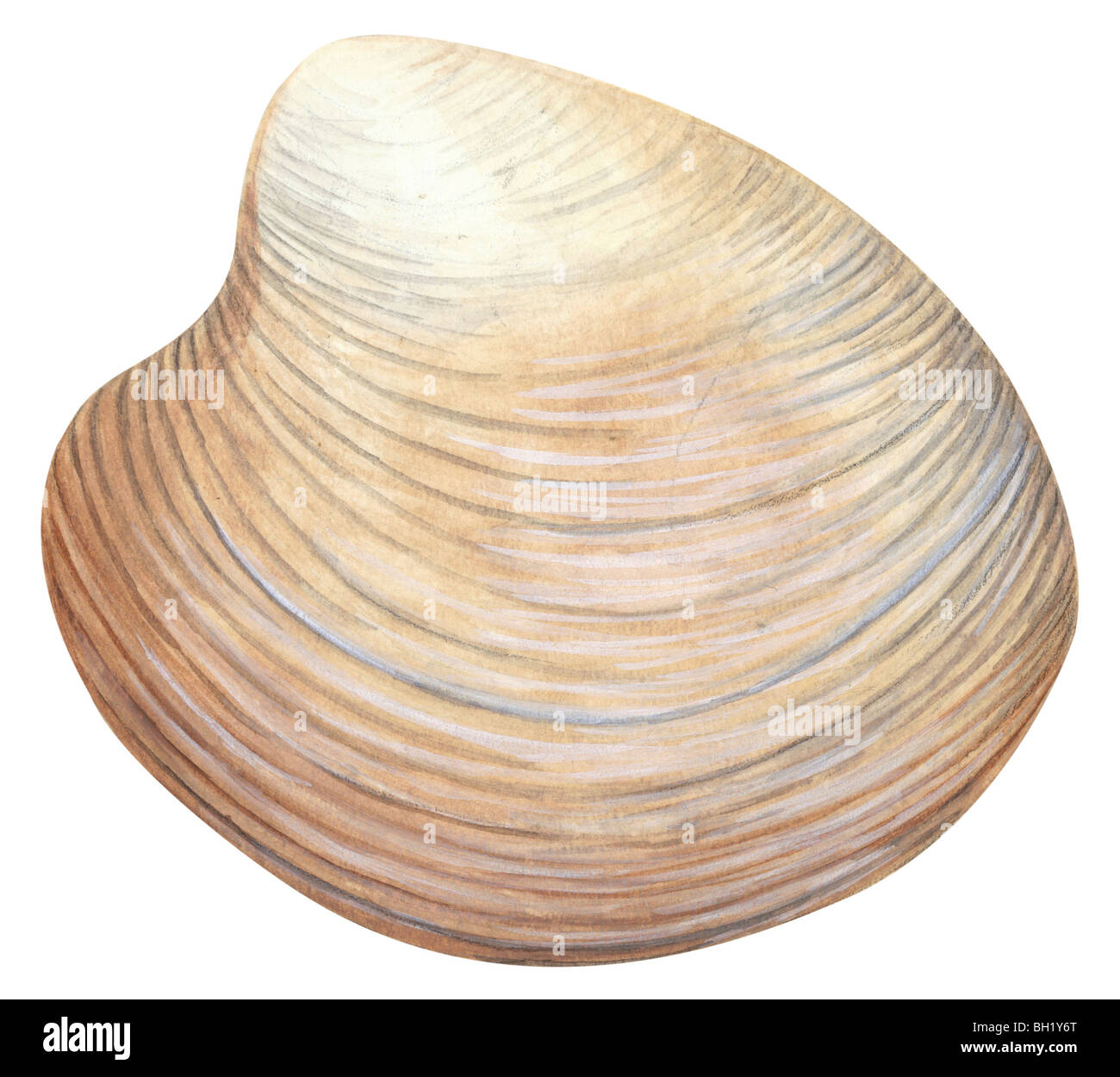 Hard-shell clam Stock Photo