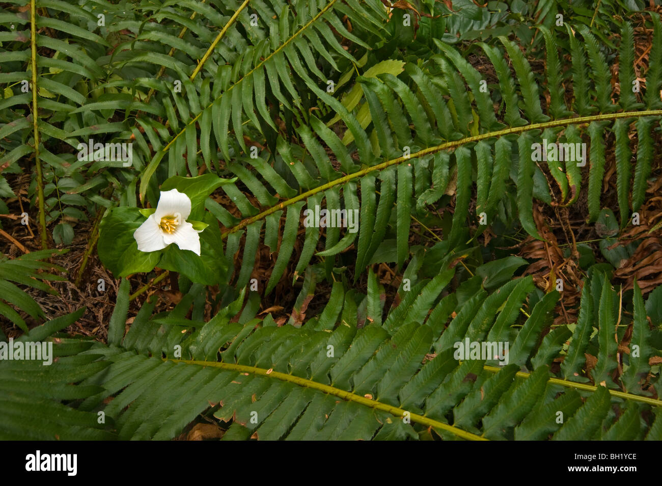 Western Trillium (T. ovatum) blooming among fronds of sword fern, Nanaimo, BC, Canada Stock Photo