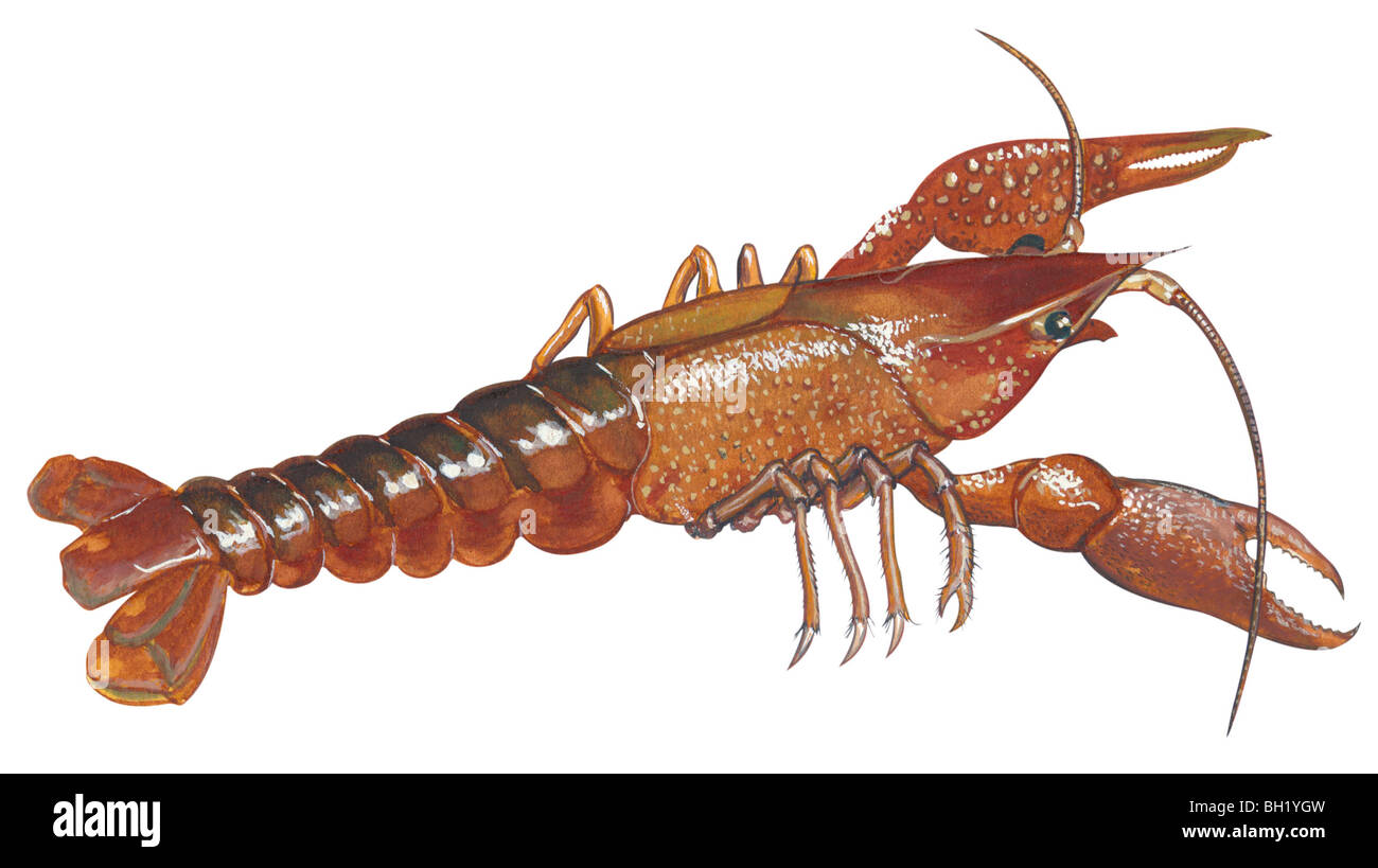 Appalachian brook crayfish Stock Photo