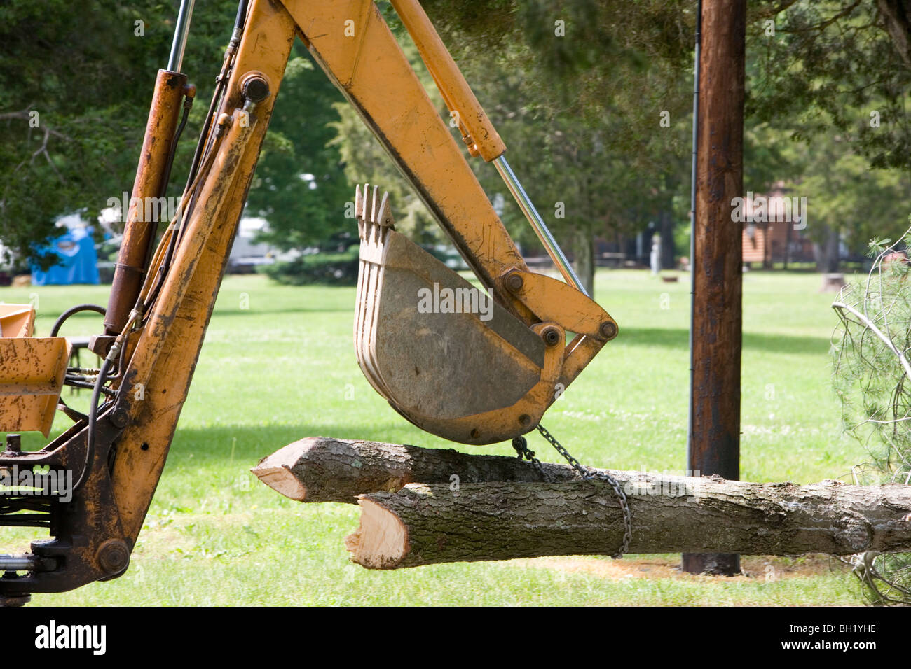 A tree is cut down Stock Photo Alamy