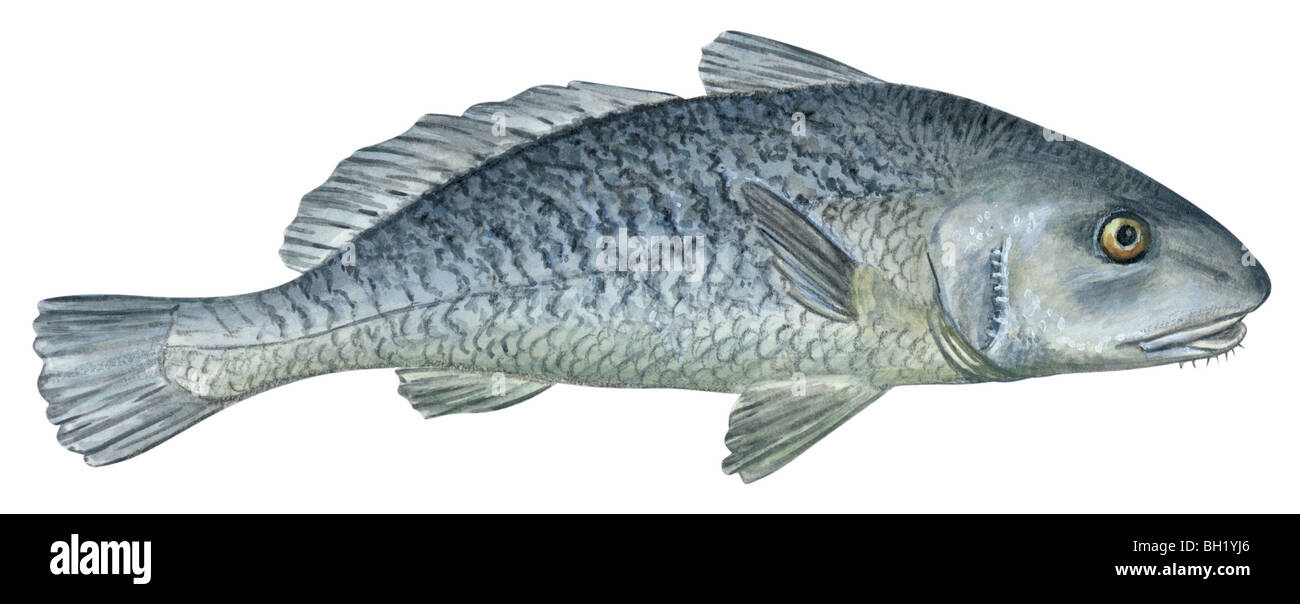 Fine barbel croaker Stock Photo