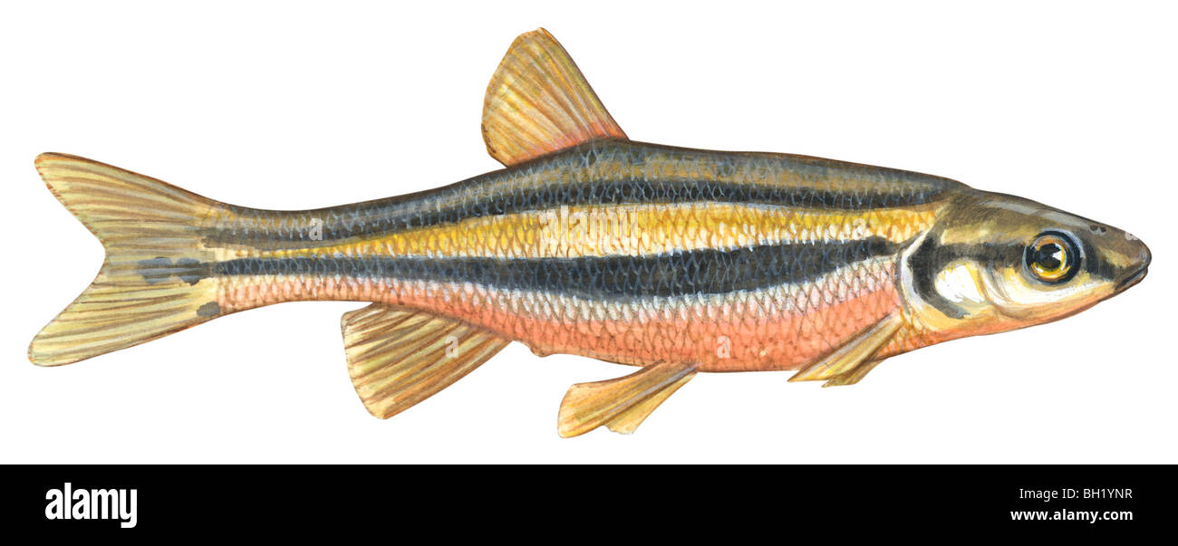 Southern redbelly dace Stock Photo