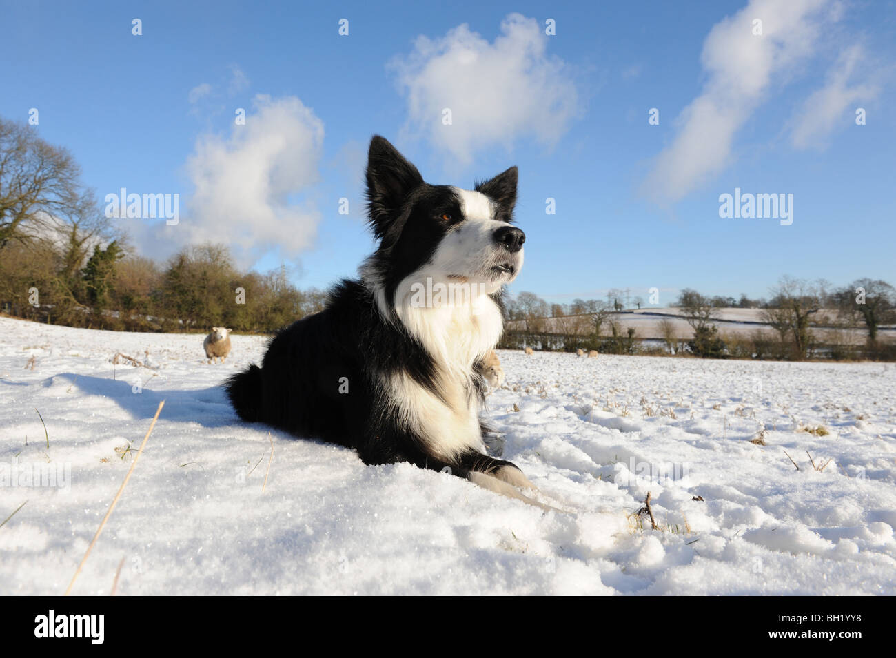Border Collie sheep dog in the snow Stock Photo