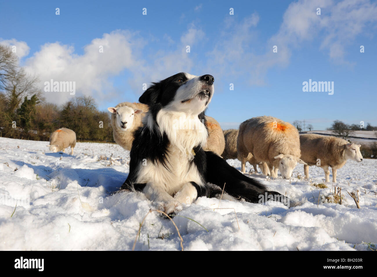 Border Collie sheep dog and Sheep in the snow Stock Photo