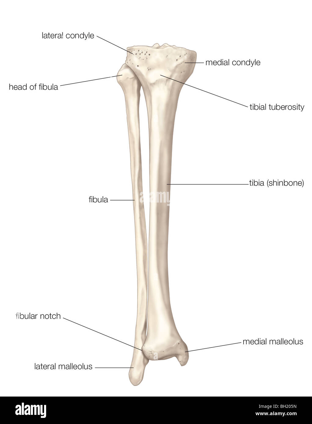 In the tibia hi-res stock photography and images - Alamy
