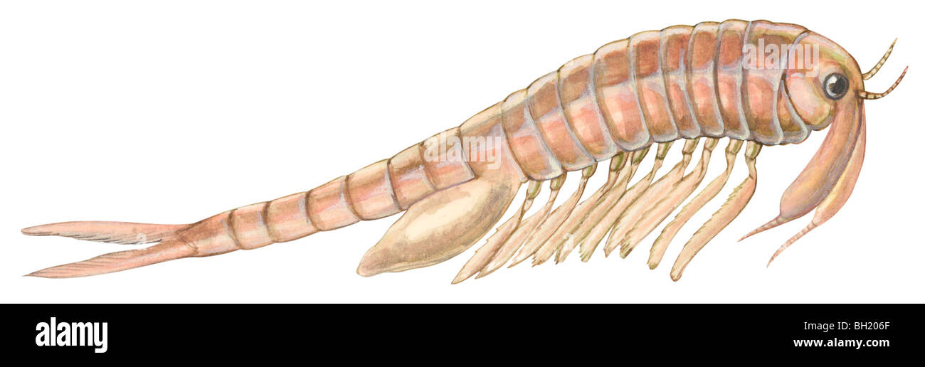 Fairy shrimp Stock Photo