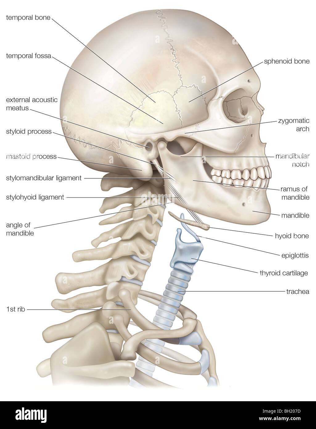 Human head and neck Stock Photo