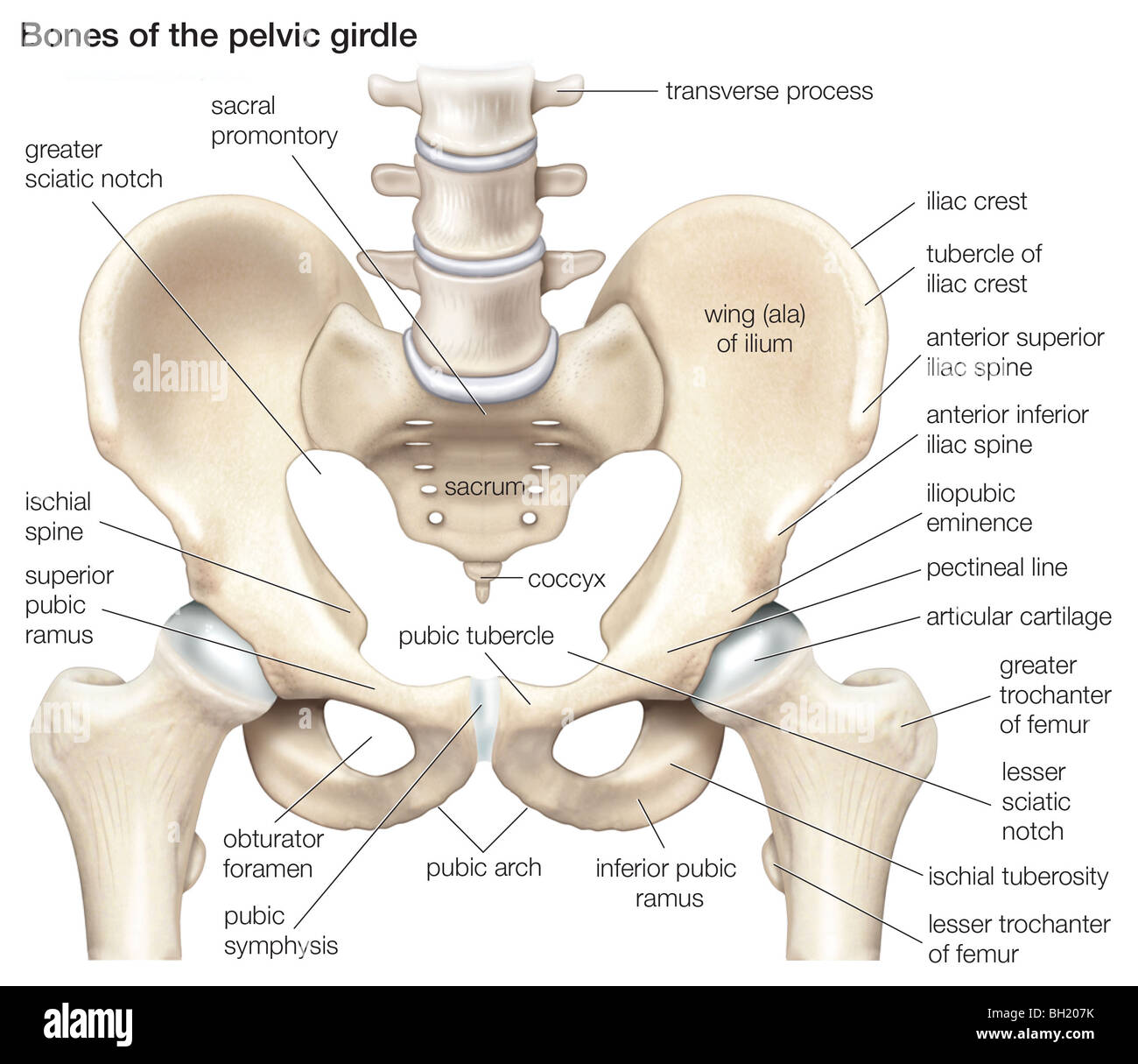 Pelvic girdle hi-res stock photography and images - Alamy