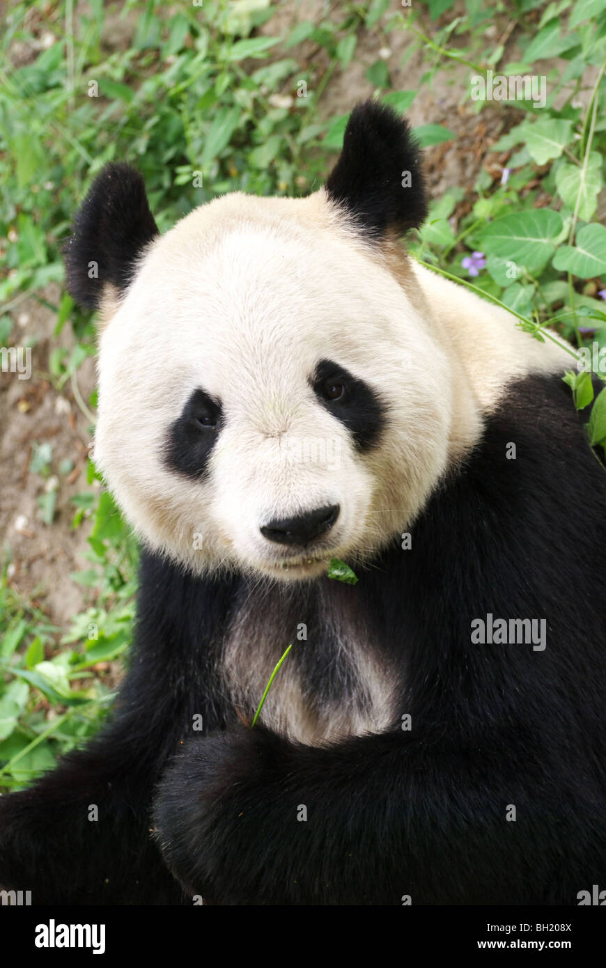 Giant panda portrait Stock Photo