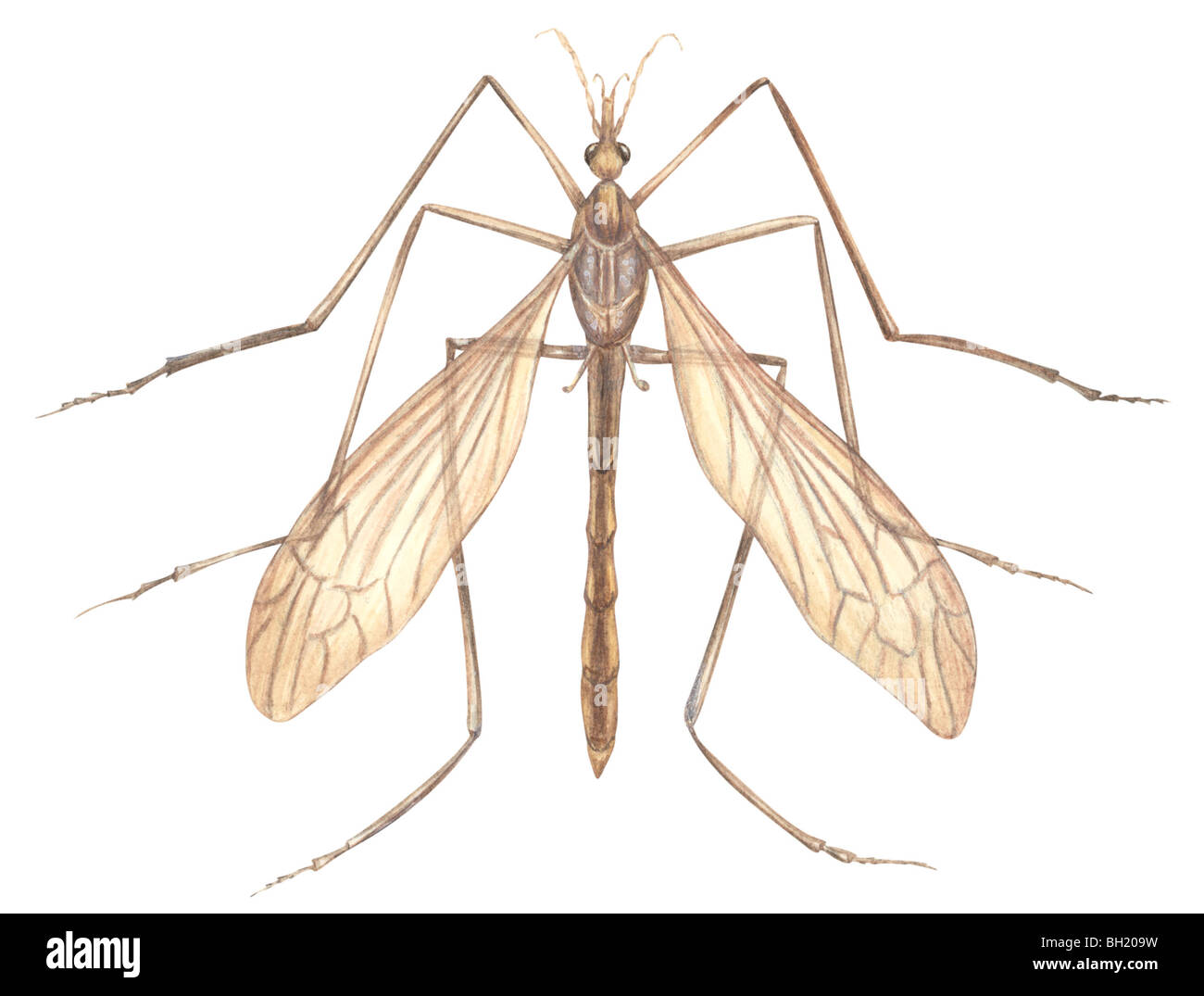 Fly drawings hi-res stock photography and images - Alamy