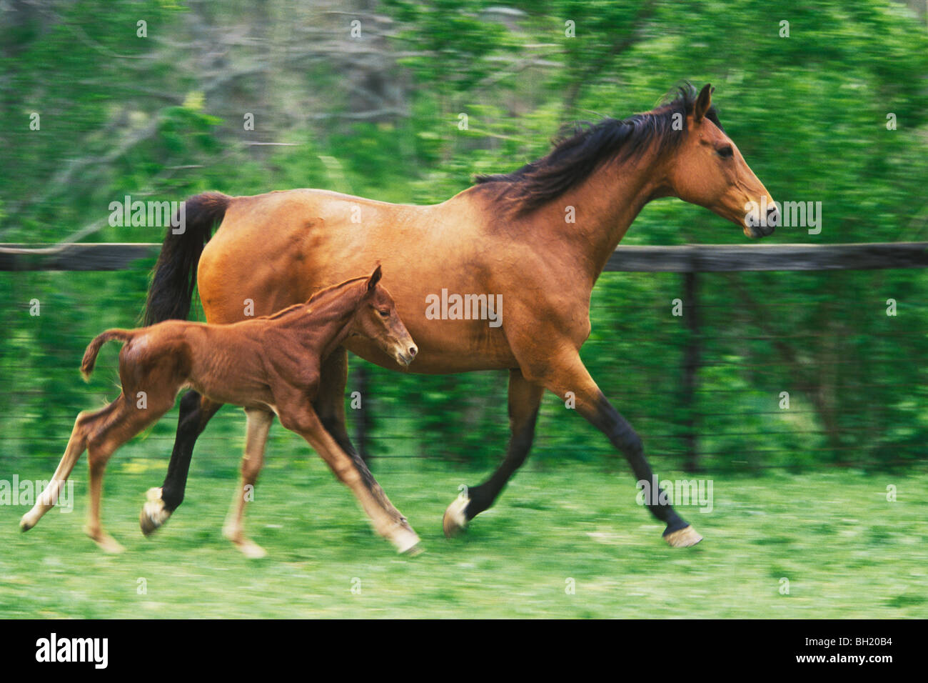 Mother horse and three day old colt. Stock Photo