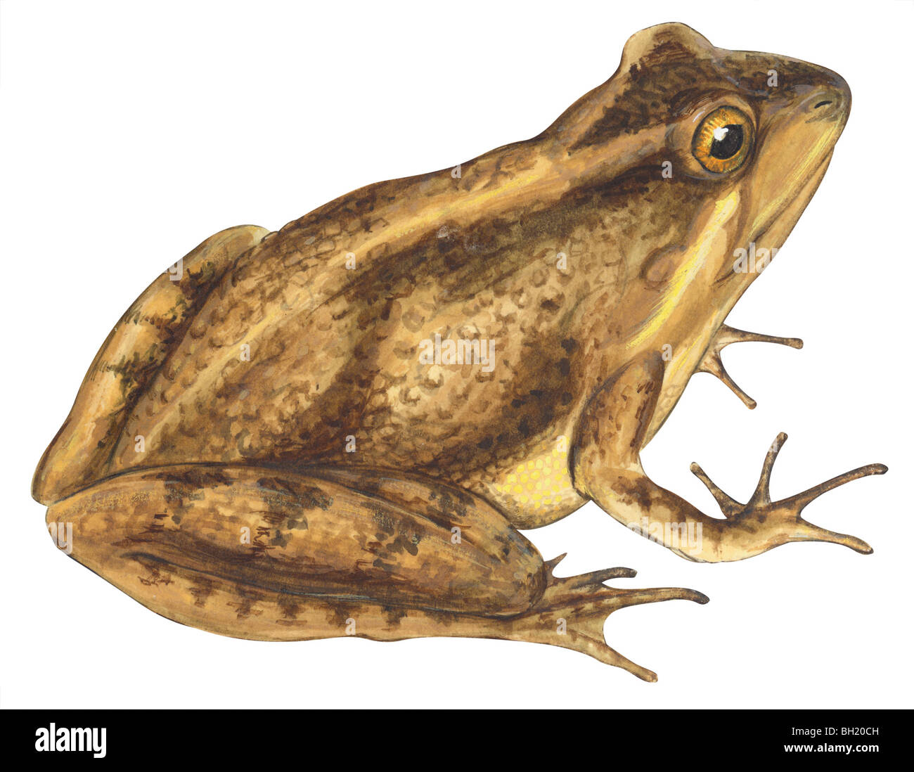 Cricket frog Stock Photo