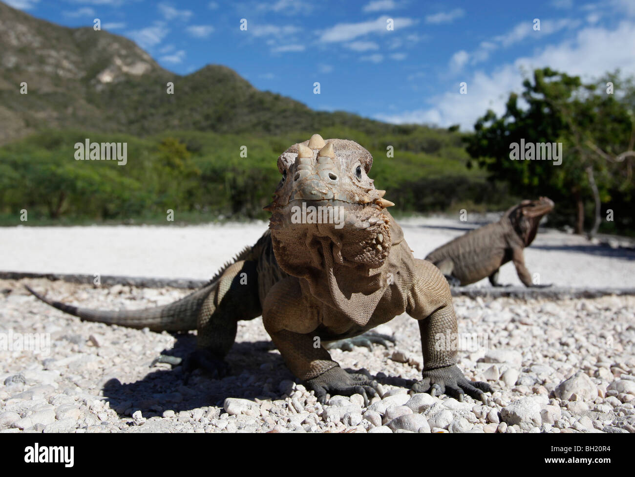 Rhinoceros Iguana, Lago Enriquillo, southwest Dominican Republic Stock