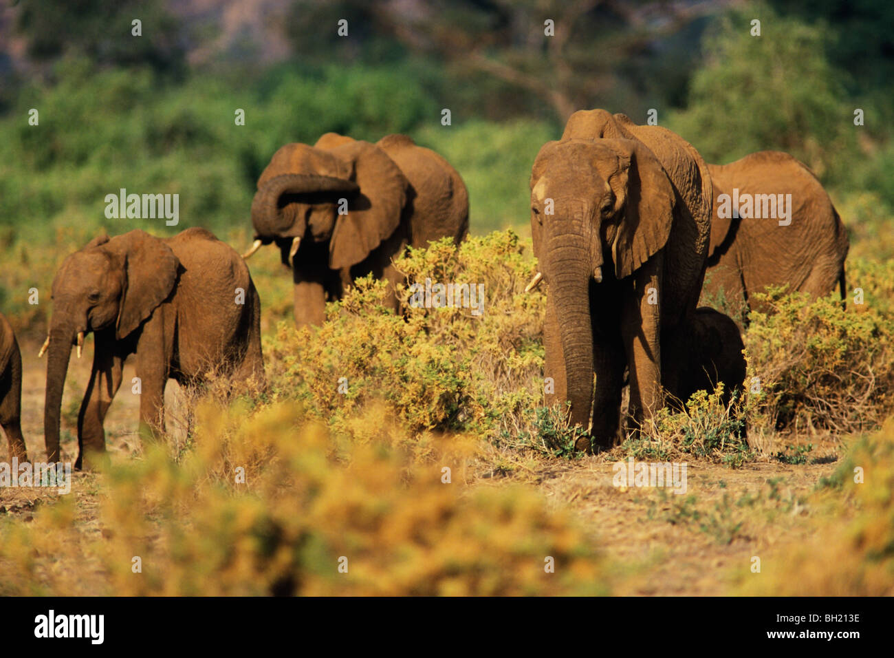 African Elephant (Loxodonta africana) herd, Samboro National Reserve, Kenya, Africa Stock Photo