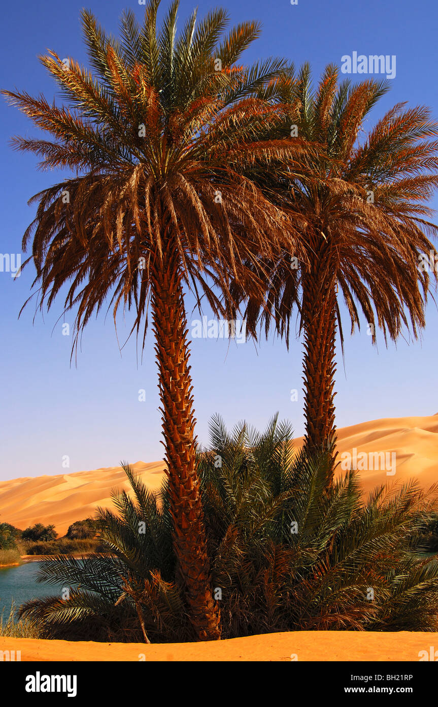 Palm trees on the shore of the Um el Maa lake in the Awbari sand sea, Sahara desert, Libya Stock Photo