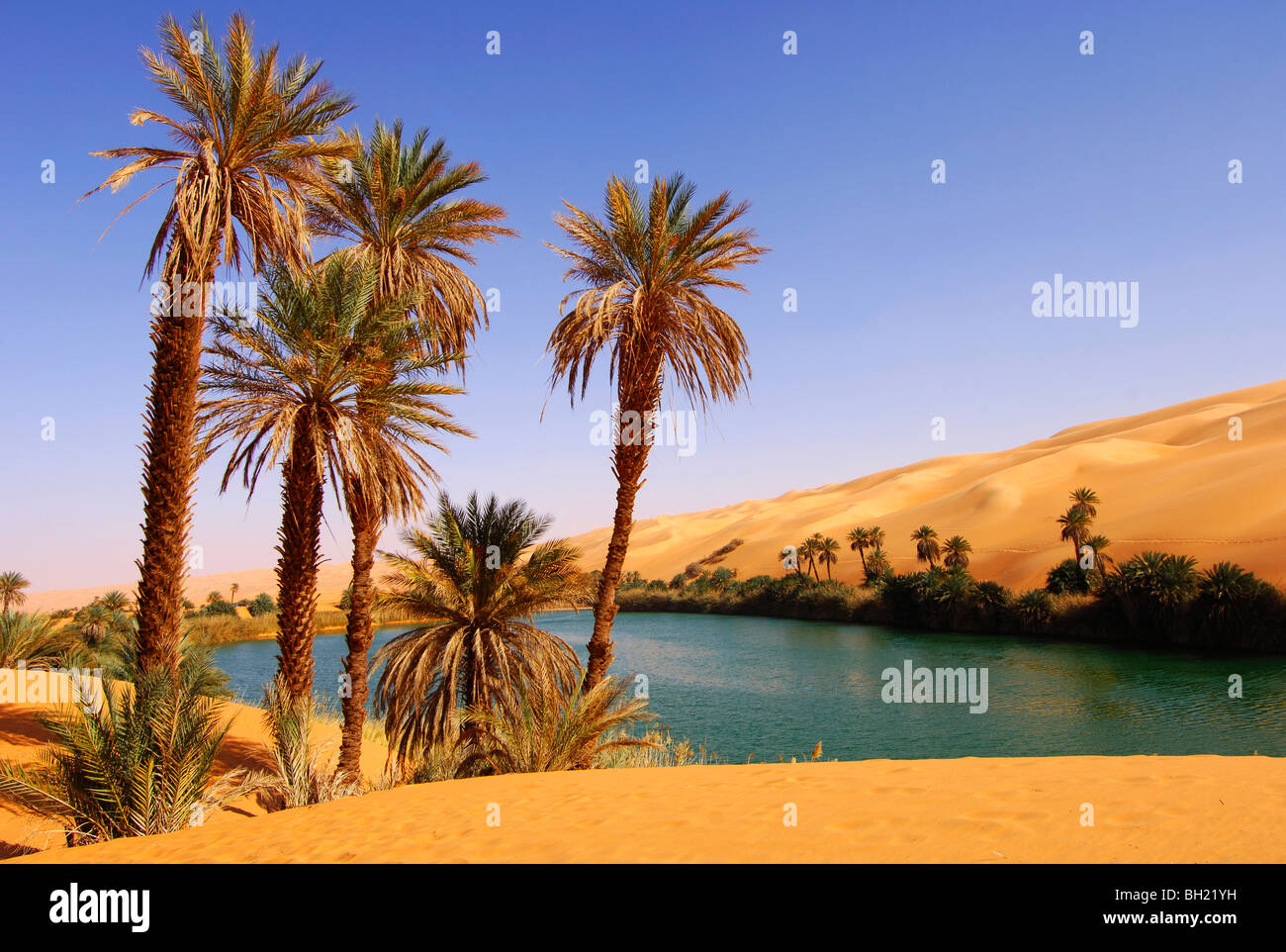 Date palm trees on the shore of the Um el Maa lake in the Awbari sand sea, Sahara desert, Libya Stock Photo