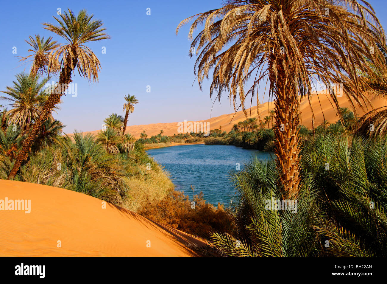 Date Palm trees on the shore of the Um el Maa lake in the Awbari sand sea, Sahara desert, Libya Stock Photo