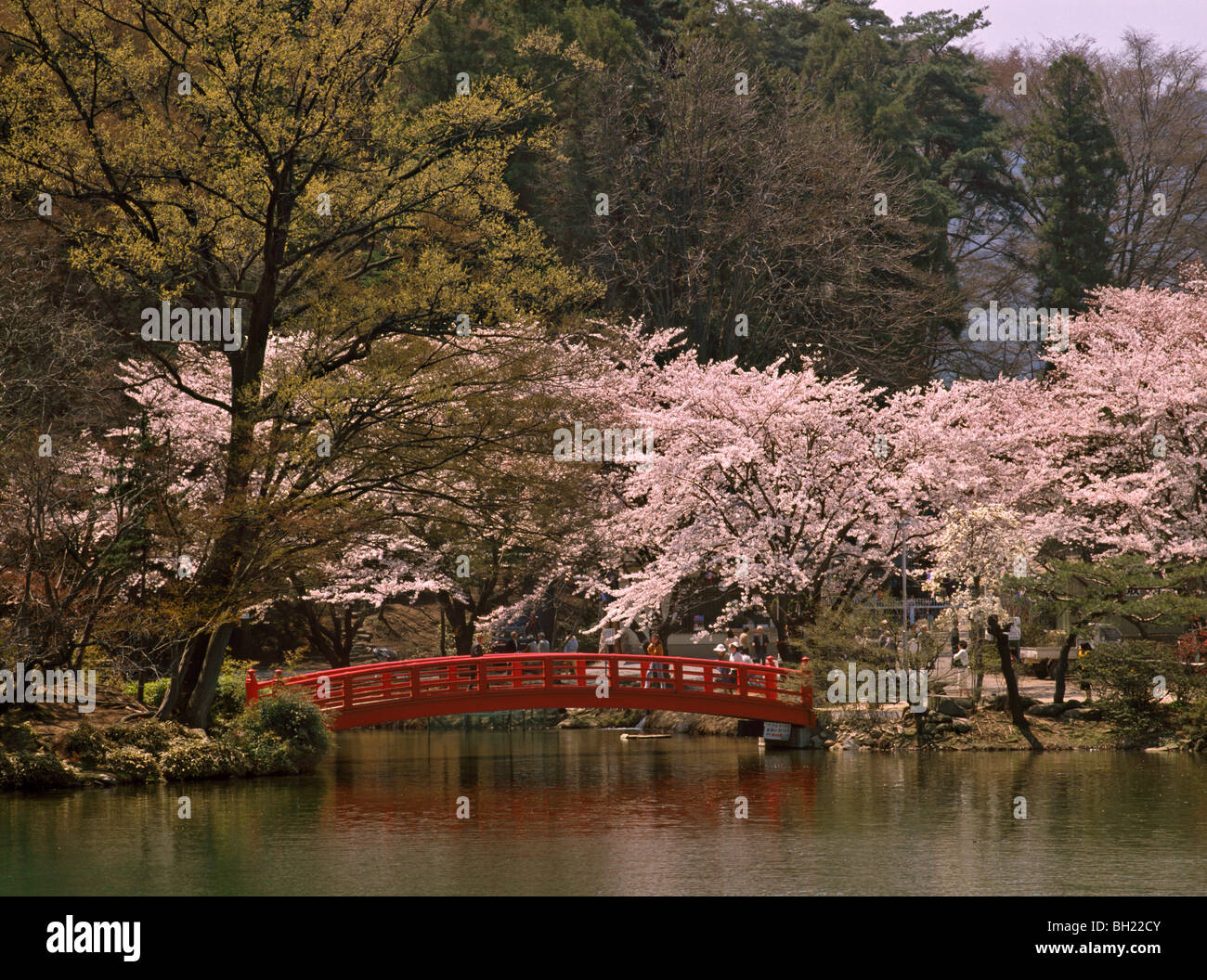 Sakura and traditional bridge, Suzaka Park, Nagano. Nagano Prefecture, Japan Stock Photo