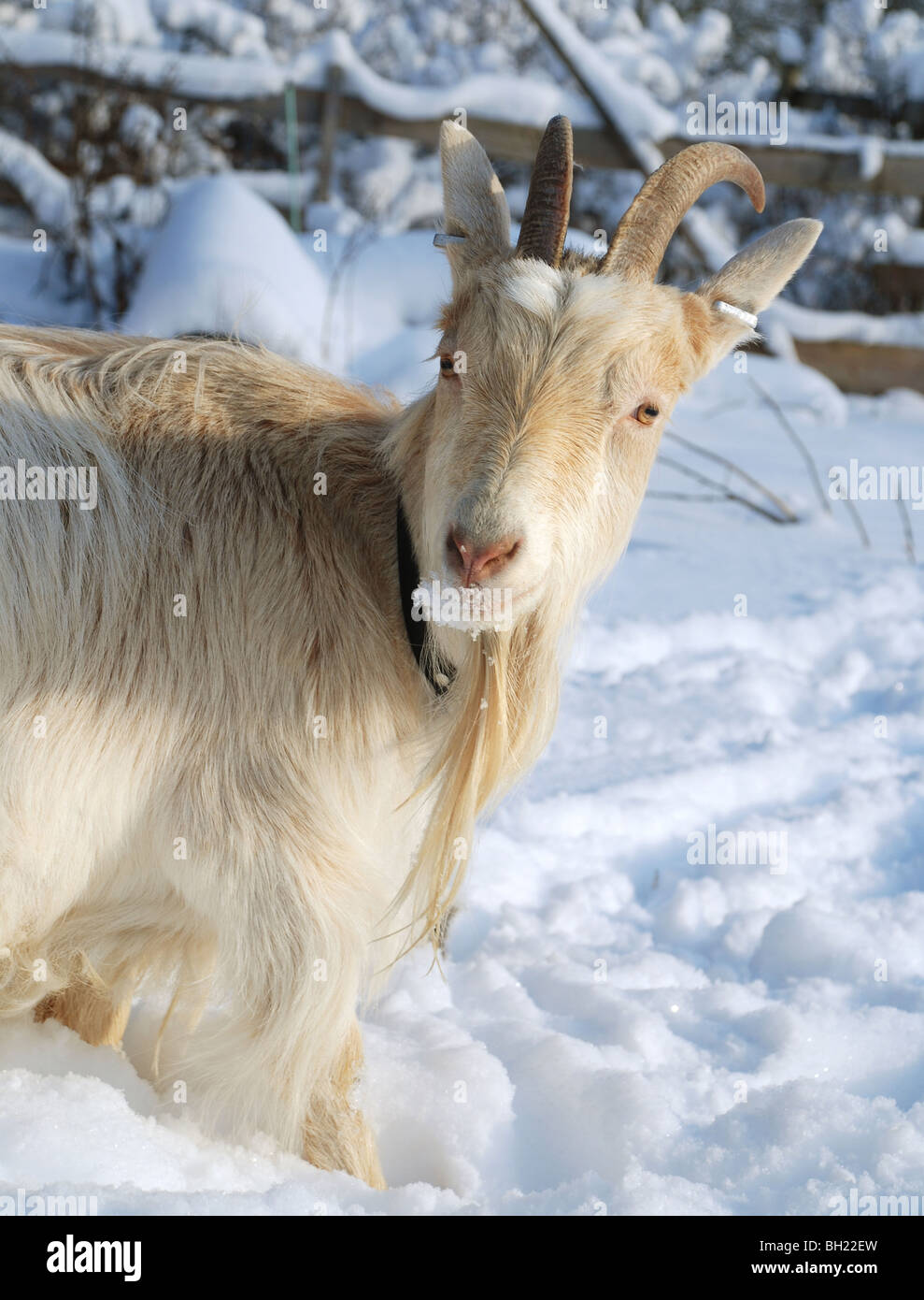 Goat in snow Stock Photo Alamy