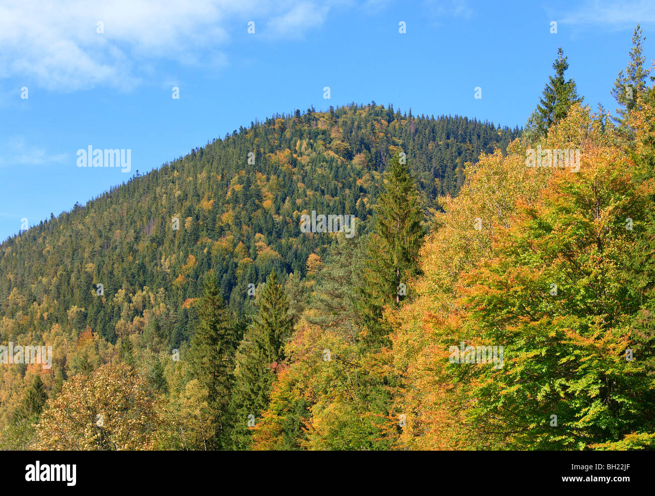 Autumn mountain forestry overgrown hill view (Ukraine, Carpathian Mt.) Stock Photo