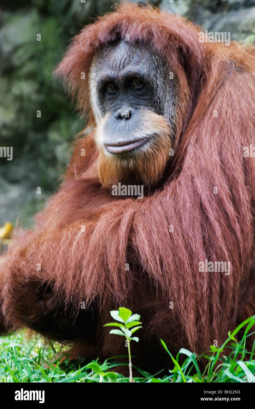 Orangutan (Pongo pygmaeus), Native to Borneo, Indonesia Stock Photo