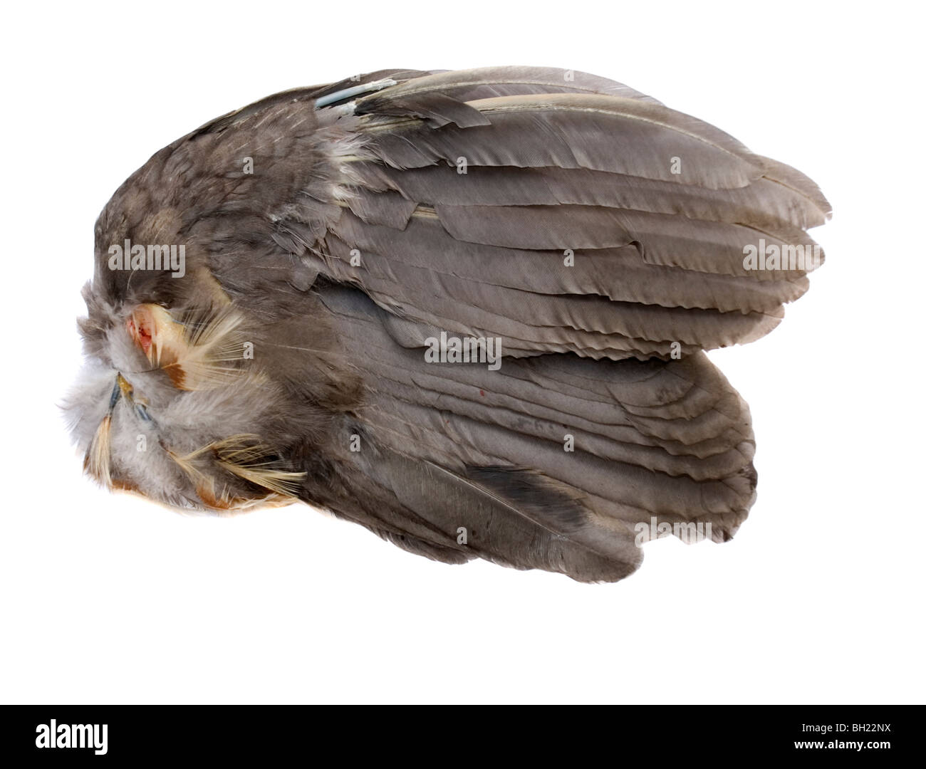 Bird wing from a chicken Stock Photo