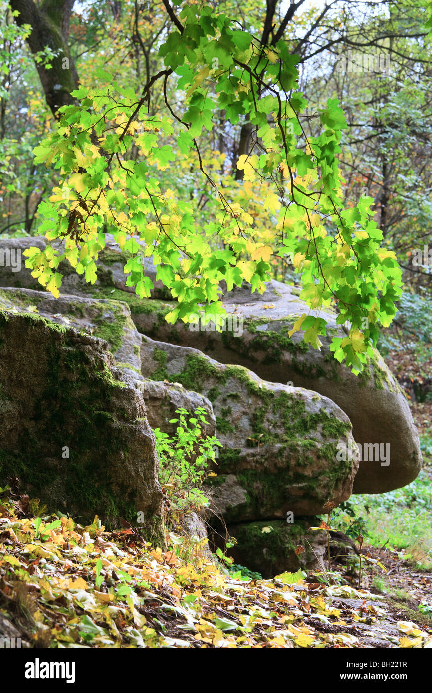 Green-yellow tree foliage and big stones in autumn city park Stock Photo