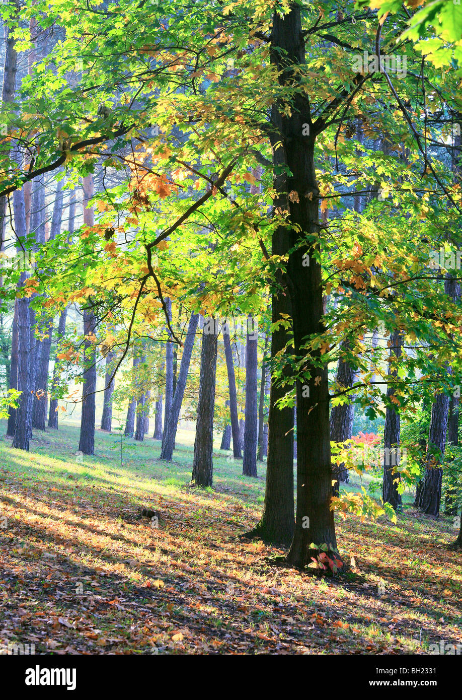 Yellow-green oak tree and sunrays in autumn city park Stock Photo