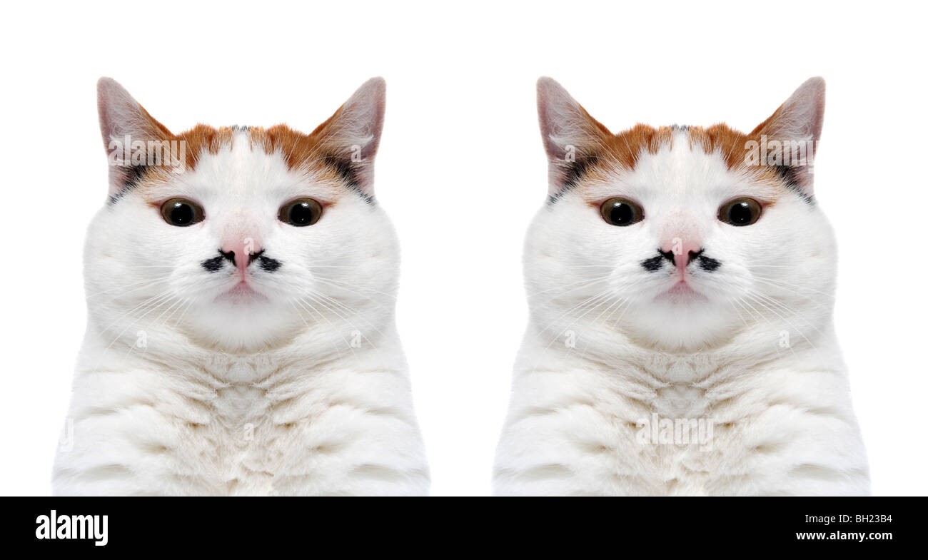 Impossible cat twins Stock Photo