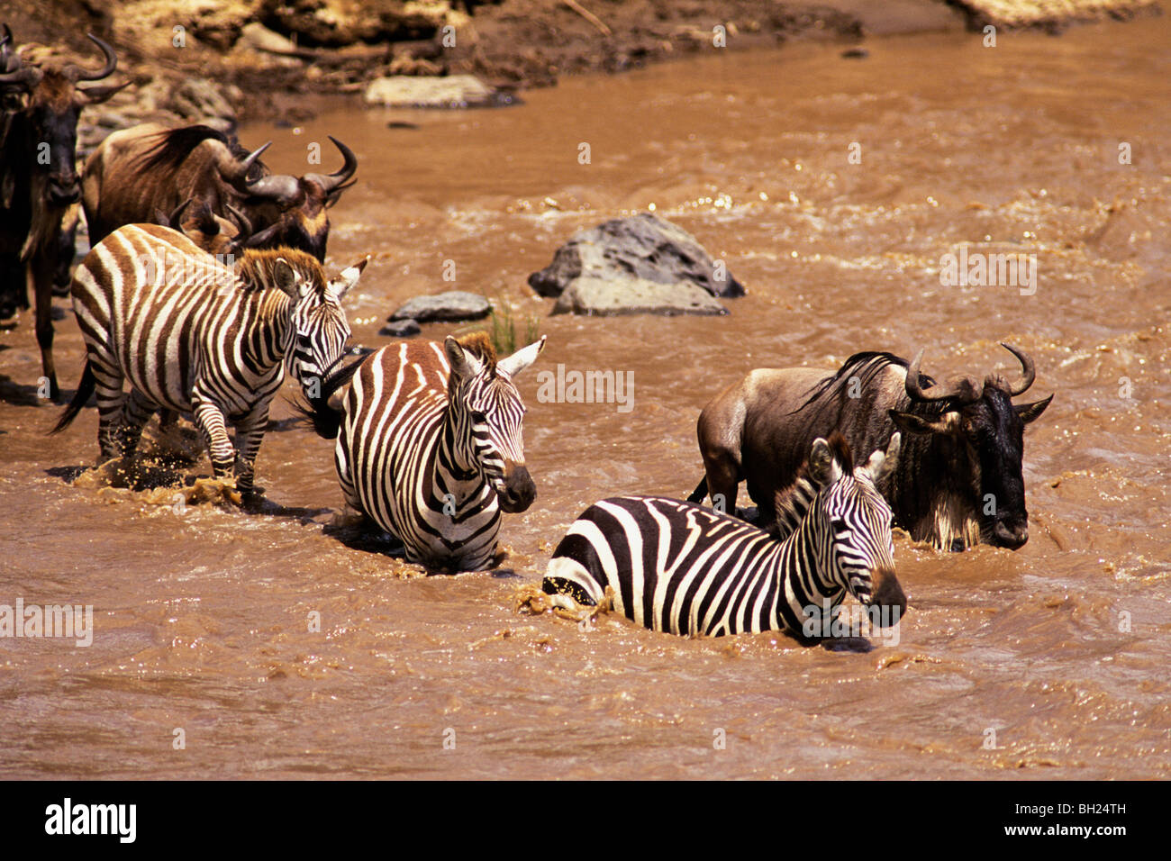 Burchell's Zebra (Equus burchellii) and Wildebeest (Connochaetes taurinus) crossing the Mara River Stock Photo