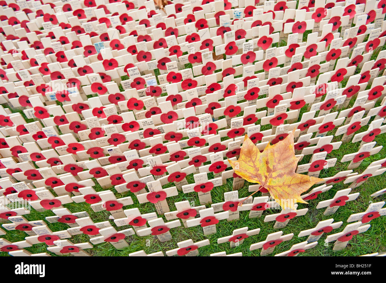 An autumn leaf surrounded by small crosses and poppies at the Field of Remembrance at Westminster Abbey, London Stock Photo