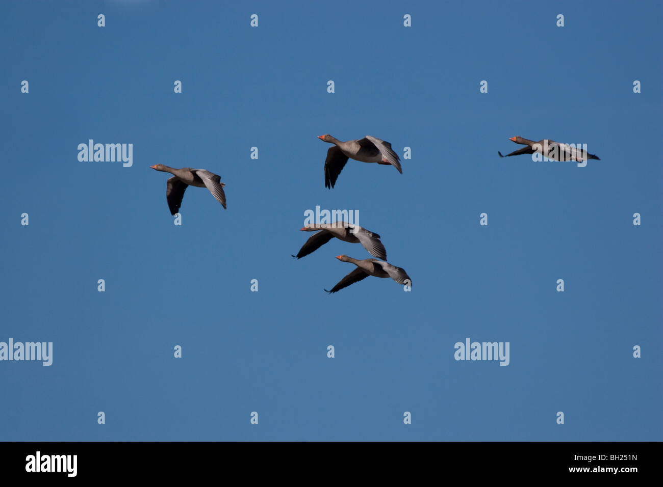 Greylag geese, Anser anser,  in flight Holkham, Norfolk, England, UK Stock Photo