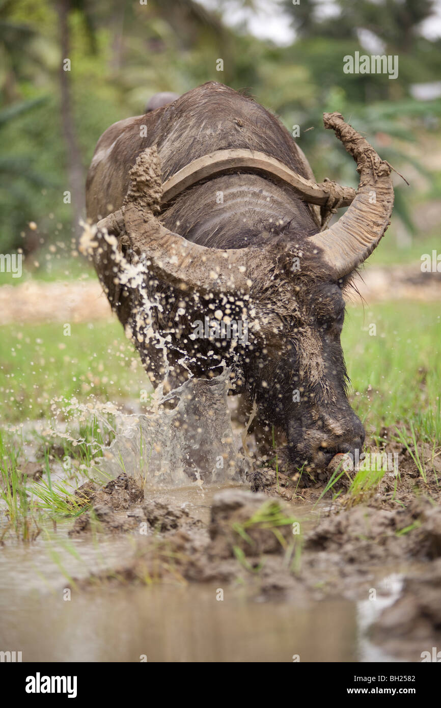 Water buffalo philippines hires stock photography and images Alamy