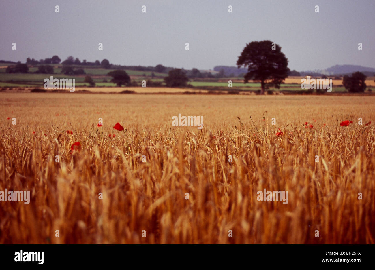 Summer wheat field with poppies Stock Photo Alamy