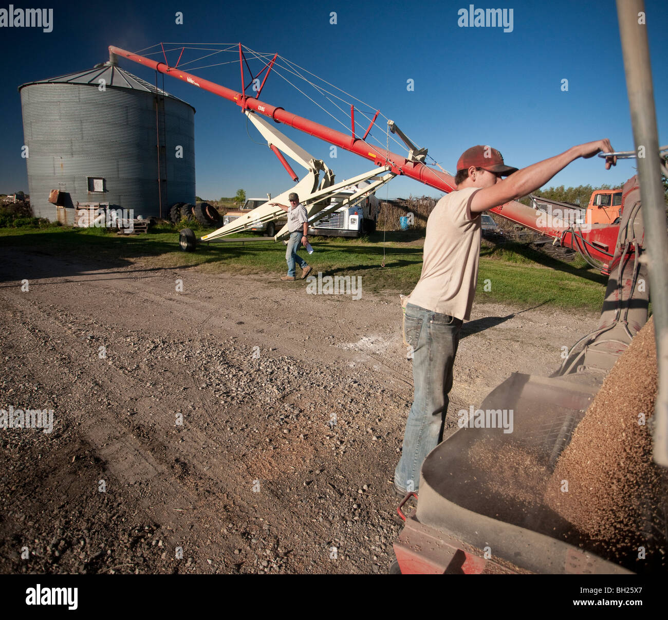 Young Farmer Emptying Grain Out Of Truck To Be Augered Into Bin, Redvers, Saskatchewan, Canada