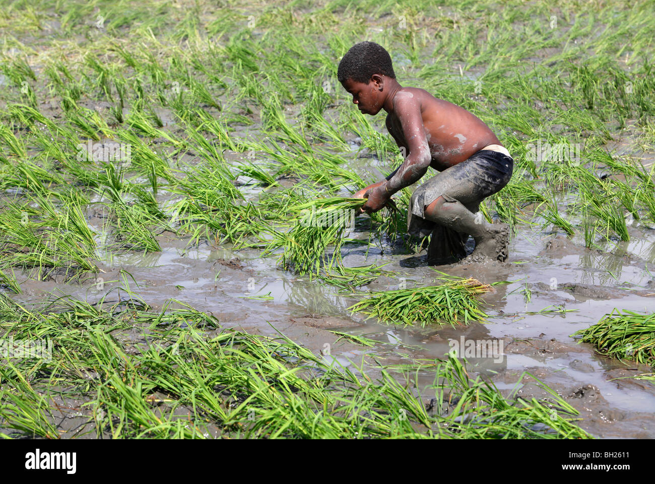 Haitian boy hi-res stock photography and images - Alamy