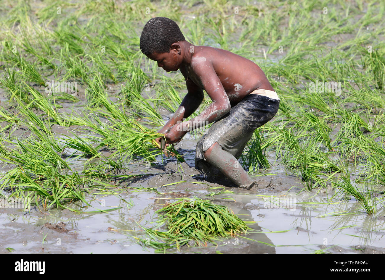 Haitian boy hi-res stock photography and images - Alamy