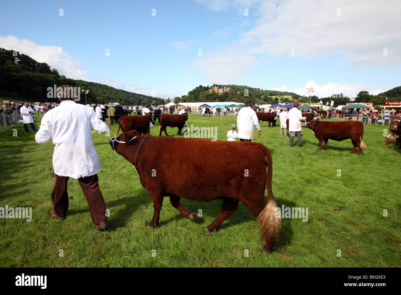 Cows being judged at The Dunster agricultural show in West Somerset