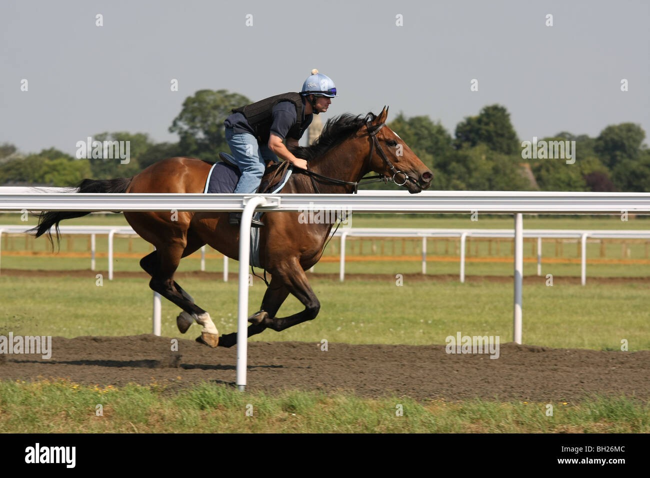 Racehorse galloping on the gallops Stock Photo